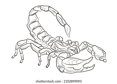 Scorpio Black White Drawing Coloring Children Stock Illustration ...