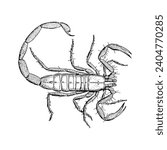 Scorpion Reptile Sketch.
Scorpion Images Illustration Photo.