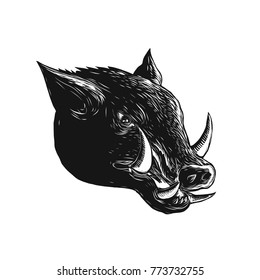 Scratchboard style illustration of a Razorback ,Wild Boar, hog or pig head viewed from side done on scraperboard on isolated background.