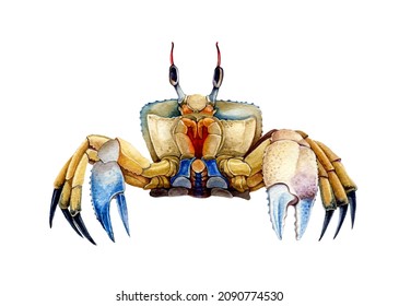 521,203 Crab Images, Stock Photos & Vectors | Shutterstock