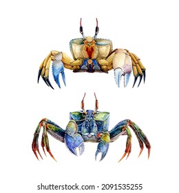 Sea Crab Watercolor Illustration Set. Hand Drawn Realistic Wildlife Underwater Animal Element. Beautiful Bright Two Ocean Crabs. Sea Shore Wildlife And Aquarium Animal. Isolated On White Background.