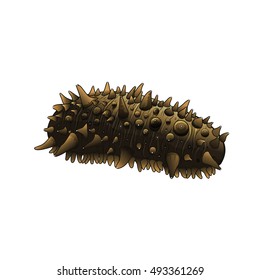 Sea Cucumber, Isolated Illustration