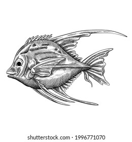 Sea Fish Illustration Crosshatching Shading Stock Illustration ...