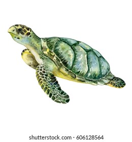 Sea green turtle isolated on white background. Illustration. Watercolor. Picture. Image