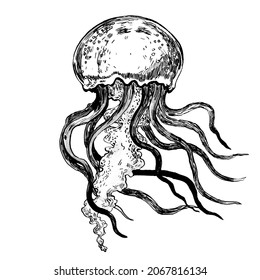 10,148 Jellyfish sketch Images, Stock Photos & Vectors | Shutterstock