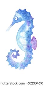  sea life. watercolor seahorse isolated on white background