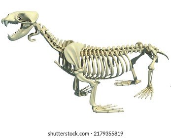 Sea Lion Skeleton 3d Rendering On Stock Illustration 2179355819 ...