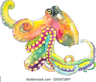 Sea octopus with colourful tentacles