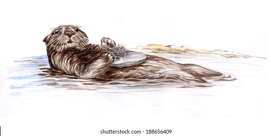 sea otter california stock illustrations images vectors shutterstock shutterstock