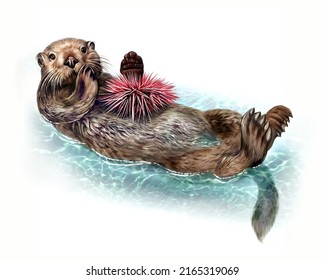 Sea Otter (Enhydra Lutris) With Sea Urchin, Realistic Drawing, Illustration For Animal Encyclopedia, Isolated Image On White Background