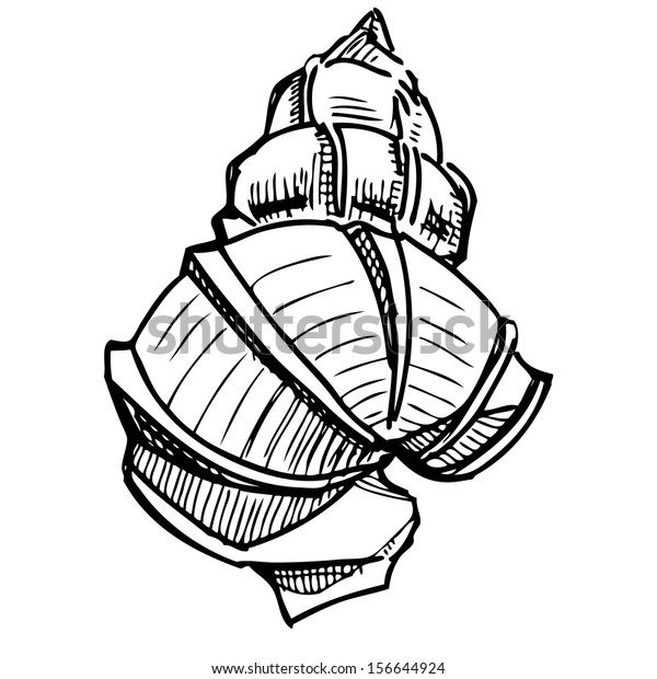 Sea Shell Sketch のイラスト素材