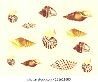 11 Vole shells Images, Stock Photos & Vectors | Shutterstock