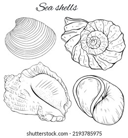 Sea Shells Hand Drawn, Vintage Style Seashell Sketch, Ocean Summer Vacation Design Elements