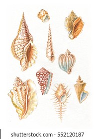 Sea Shells Watercolor Drawing 