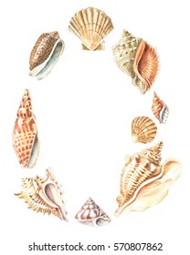  Sea Shells Watercolor Drawing 