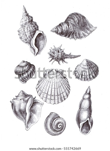 Sea Shells Watercolor Drawing Stock Illustration 555742669