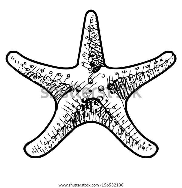 Sea Star Sketch Illustration Stock Illustration 156532100 | Shutterstock