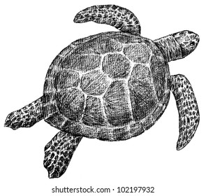 1,474 Sea turtle top view Images, Stock Photos & Vectors | Shutterstock