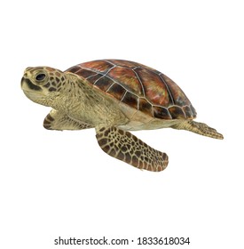 Sea Turtle 3D Illustration On White Background