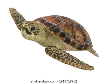 Sea Turtle 3D Illustration On White Background