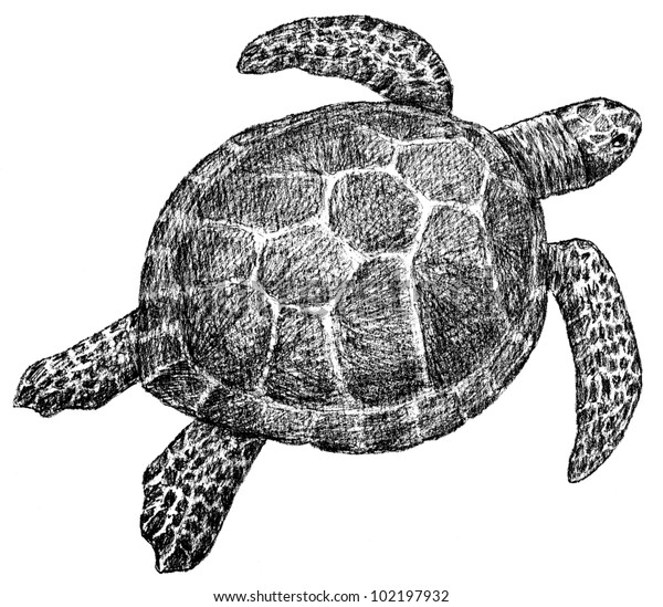 Sea Turtle Stock Illustration 102197932