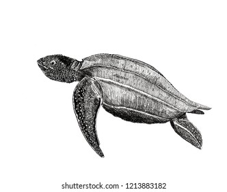 Sea Turtle. Dermochelys Coriacea.  Sketch. Illustration. 