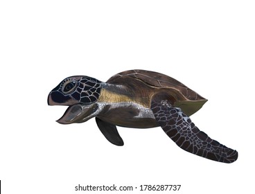 Sea Turtle Eating Jellyfish Painted On White Background, Watercolor Style, Digital Painting