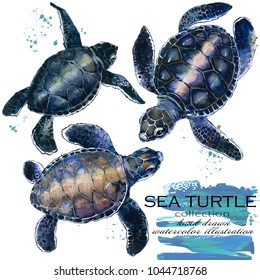 sea turtle hand drawn watercolor illustration set