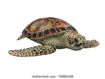 Sea Turtle Isolated 3d Rendering Stock Illustration 740806108 ...