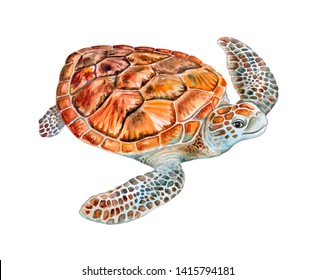 Sea Green Turtle Isolated On White Stock Illustration 606128564 ...