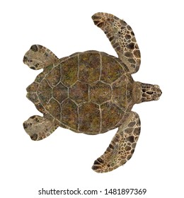 Sea Turtle Isolated 3d Rendering Stock Illustration 1481897246 ...