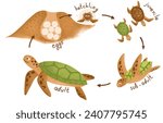 Sea turtle life cycle infographic. Educational marine animal for preschoolers diagram - adult, eggs, hatchling, juvenile, subadult. Biology home study poster for kids, sea turtle illustration.