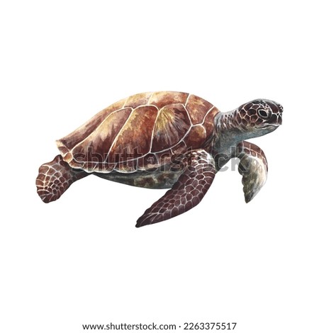Sea turtle, underwater animals. Watercolor hand drawn. Aquarium, tropical, reef, isolate on white background.