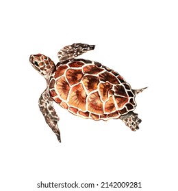 Sea turtle. Underwater life object isolated on white background. Hand drawn watercolor illustration.