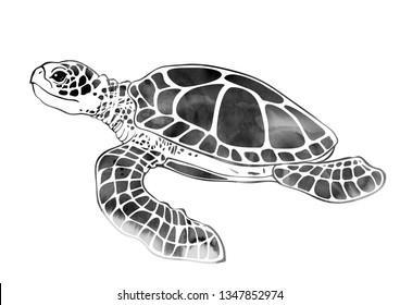 Sea Turtle Swimming Freehand Drawing Pencil Stock Illustration 1643277289