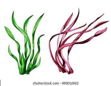 Sea Weed. Watercolor. Grass Closeup. Plants Isolated On White Background Set. Green And Red Colors. Hand Painting On Paper
