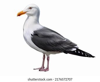 Seagull, Larus, Realistic Drawing, Illustration For Animal And Bird Encyclopedia, Isolated Image On White Background