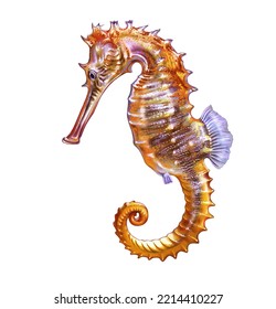Seahorse  Hippocampus  small marine ray  finned fish the needle family  realistic drawing  illustration  inhabitant the seas   oceans  isolated image white background
