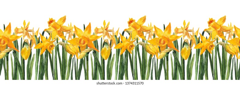 Seamless bottom border with watercolor yellow narcissus on white background