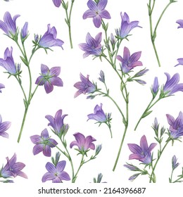 Seamless pattern with blue spreading bellflower flowers (Campanula patula, little bell,  bluebell, rapunzel, harebell). Watercolor hand painting illustration on isolate white background.