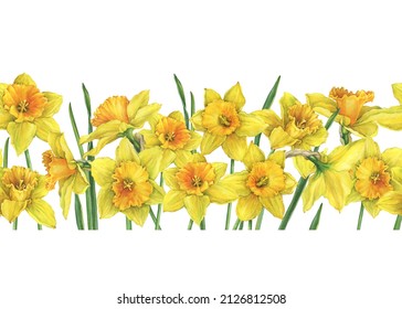 Seamless Pattern, Border, Frame With Yellow Narcissus Flowers (daffodil, Easter Bell, Jonquil, Lenten Lily). Hand Drawn Watercolor Painting Illustration Isolated On White Background.