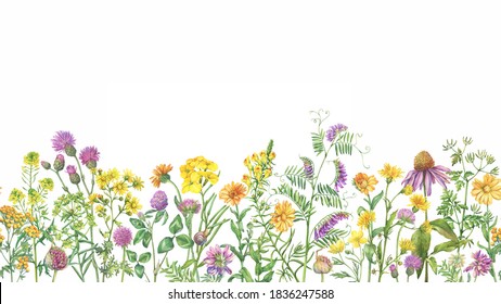 Seamless pattern, border with meadow wildflower, flowering medicinal herbs.. Watercolor hand drawn painting illustration isolated on a white background.
