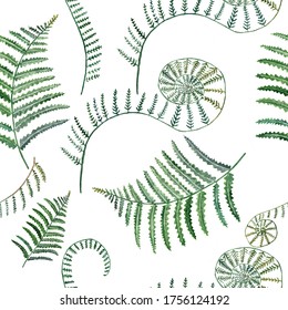 Seamless pattern handmade watercolor with ferns on white background