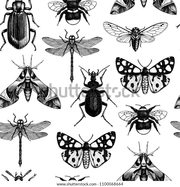シームレスな模様と細かい昆虫のイラスト ハナバチ トンボ 蝶 カブトムシ セミの手描きのスケッチ 昆虫学的な図面のあるビンテージ背景 のイラスト素材