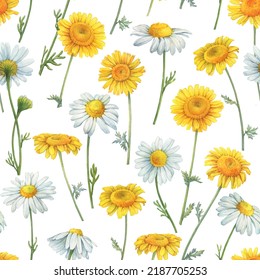 Seamless pattern and meadow  field yellow   white chamomile flowers (cota  daisy  chamomilla  kamilla)  Watercolor hand drawn painting illustration  isolated white background