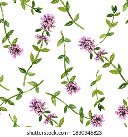 Seamless Pattern With Watercolor Drawing Thyme Flowers, Thymus Vulgaris, Hand Drawn Illustration