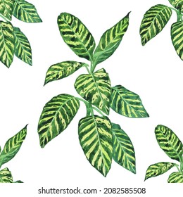 Seamless pettern of Dieffenbachia Dumb canes on white background. Watercolor hand drawing illustration. Plant with big leaf for design.