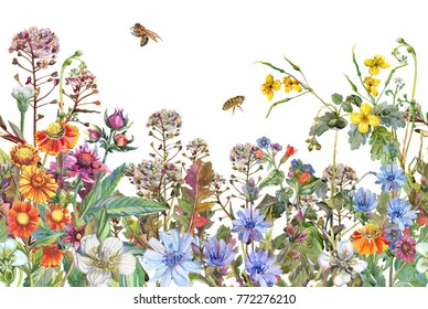 Seamless rim. Border with Herbs and wild flowers, leaves. Botanical  Colorful illustration on white background. Summer composition with bees. Watercolor drawing.