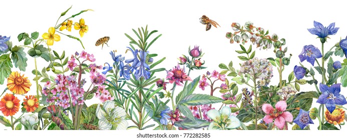 Seamless rim. Border with medicinal herbs, flowering wildflowers, leaves and bees. Botanical Illustration on white background. Watercolor drawing.