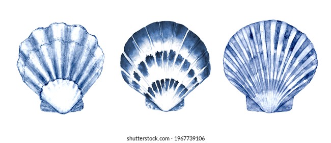 Seashell set watercolor illustration. Watercolour hand drawn sea shells isolated on white background. Marine blue navy underwater elements design. Print for greeting card, wallpaper, fabric, banner.